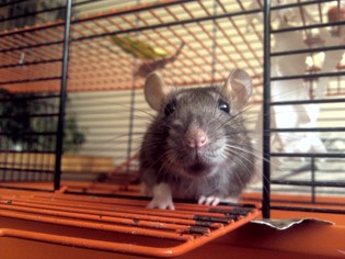 My little rat in it's cage solution