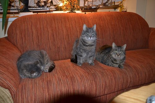 My three cat's in the evening :) entry